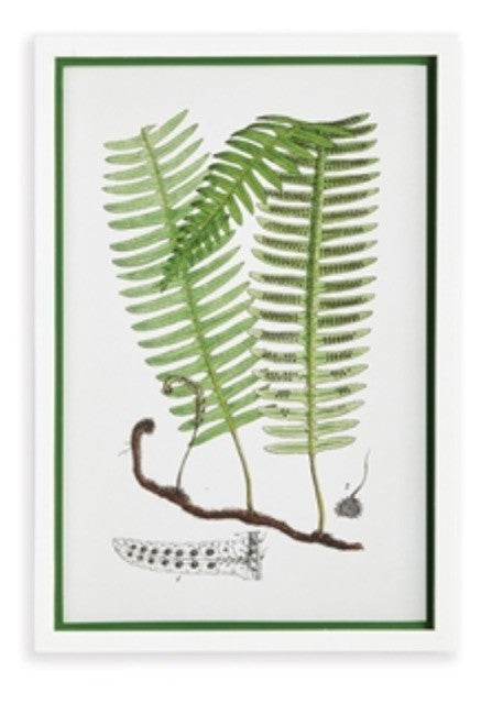 Botanical Fern Print