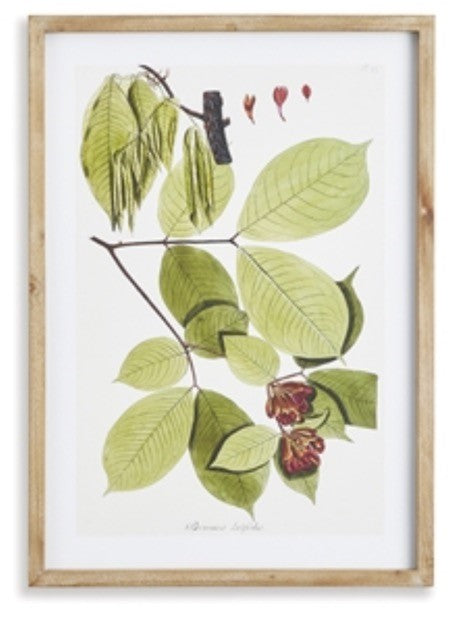 Leaf Botanical Study Print