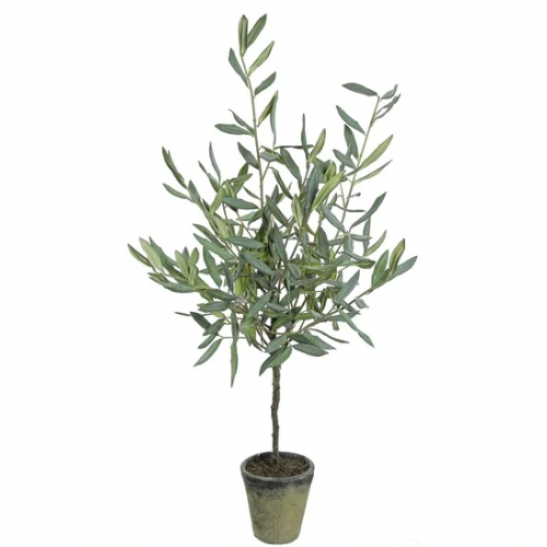 Olive Tree in Pot