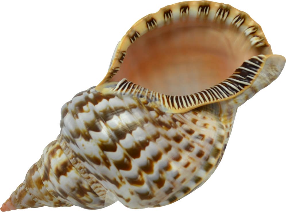 Triton Shell, 6-7"