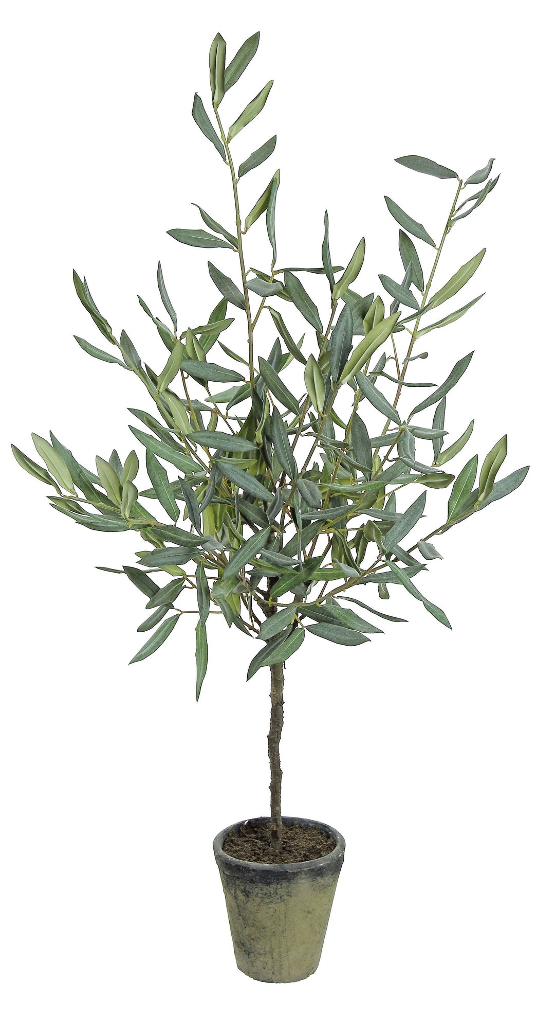 Olive Tree in Pot