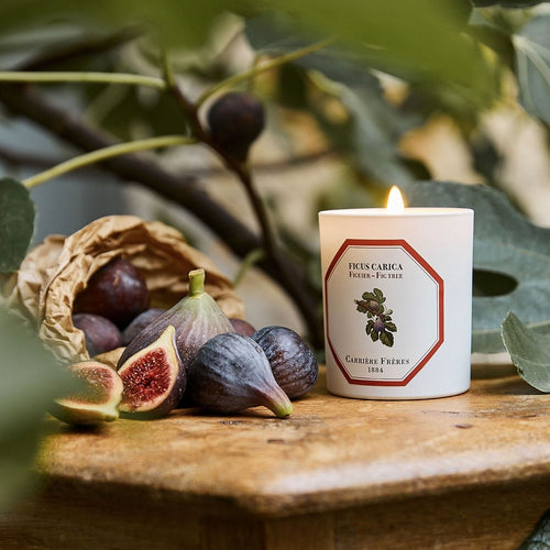 Fig Candle | Carrière Frères