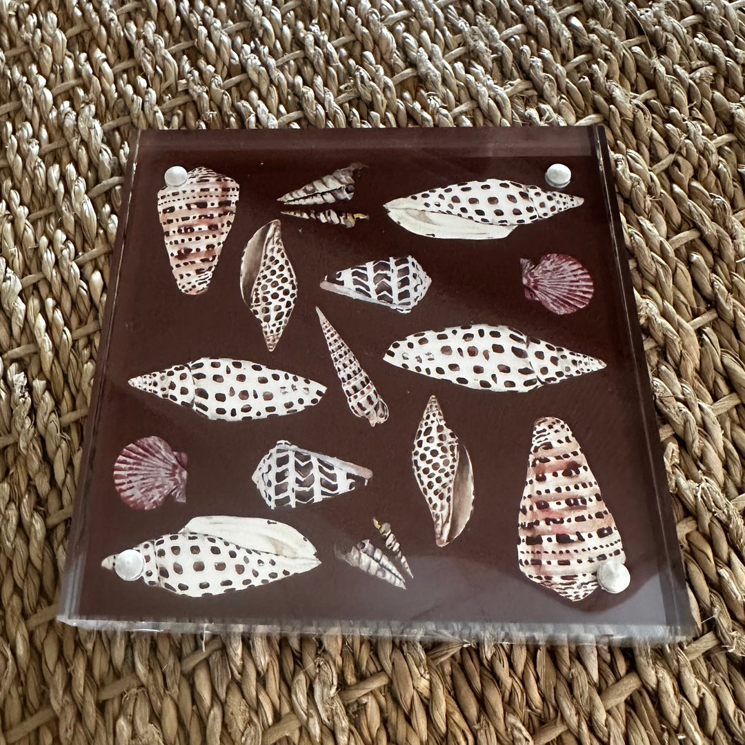 Shell Art in Acrylic Block by Kara McKean