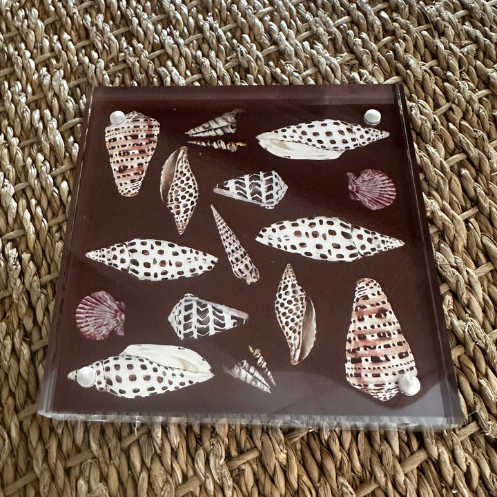 Shell Art in Acrylic Block by Kara McKean