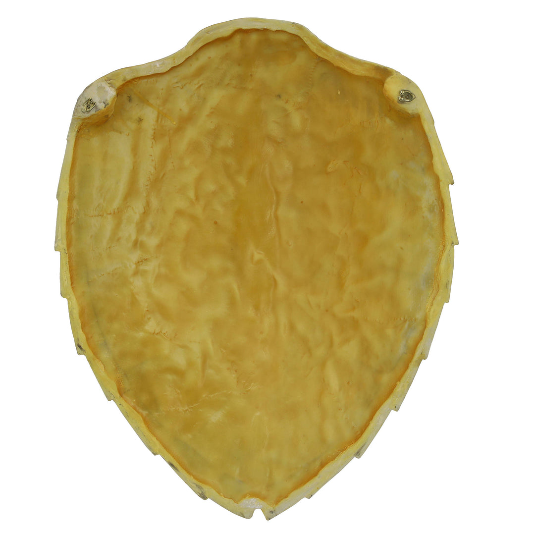 Faux Hawksbill Turtle Shell
