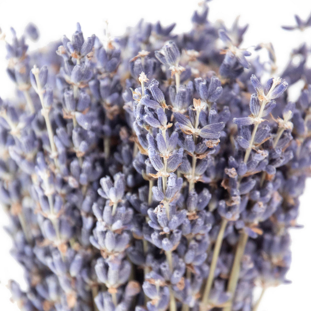 French Lavender Bundle, Mini
