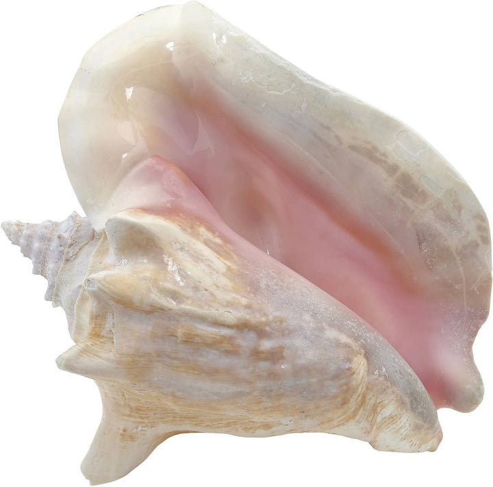 Conch Shell, 8-10"