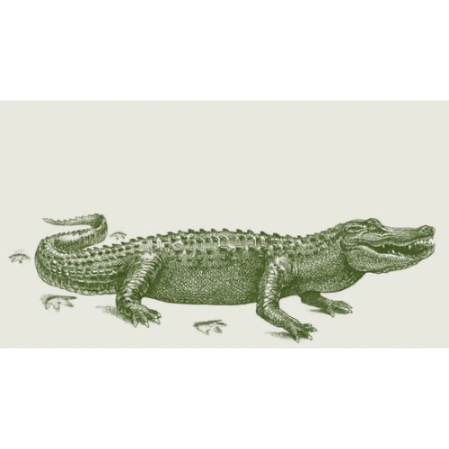 Gator Crossing Gift Cards | Alexa Pulitzer