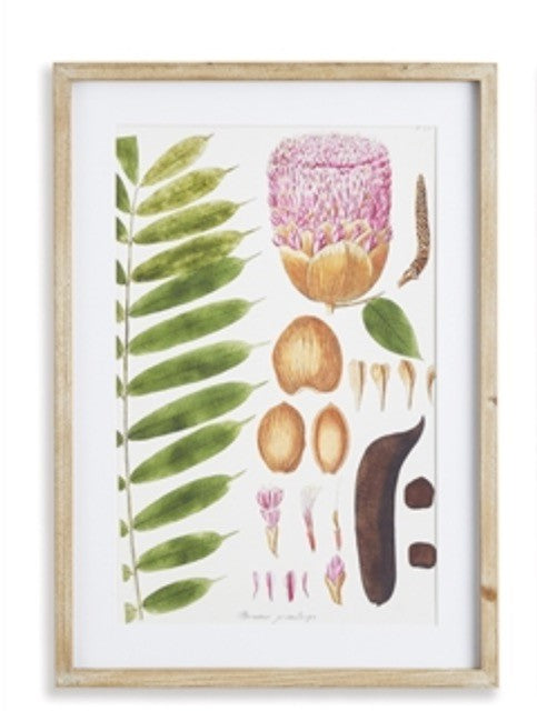 Botanical Print, Framed