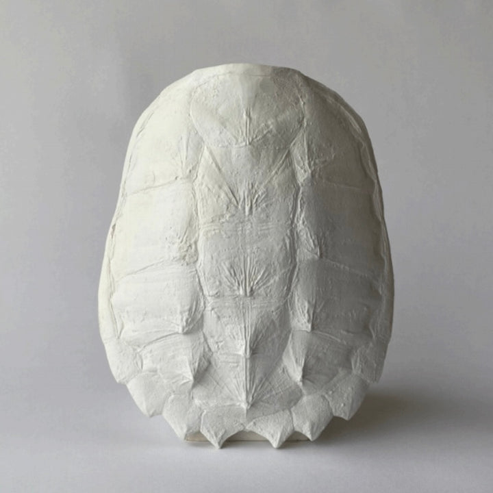 Snapping Turtle Shell, Plaster