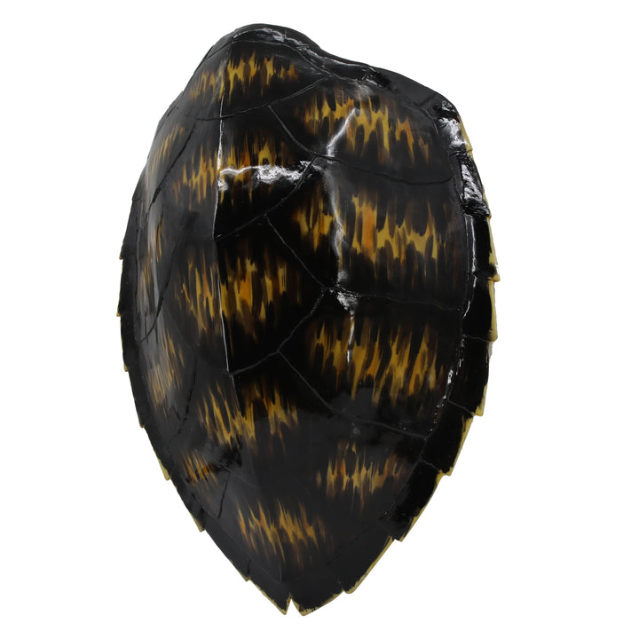 Faux Hawksbill Turtle Shell