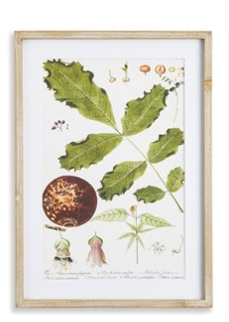 Botanical Print, Framed