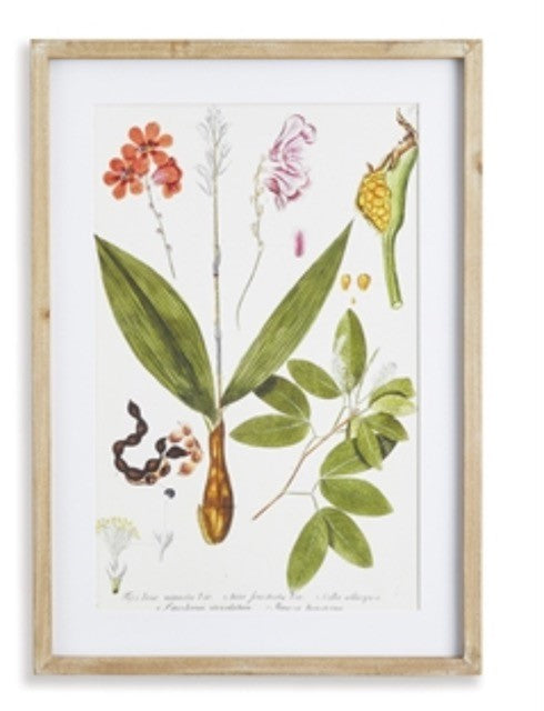 Botanical Print, Framed