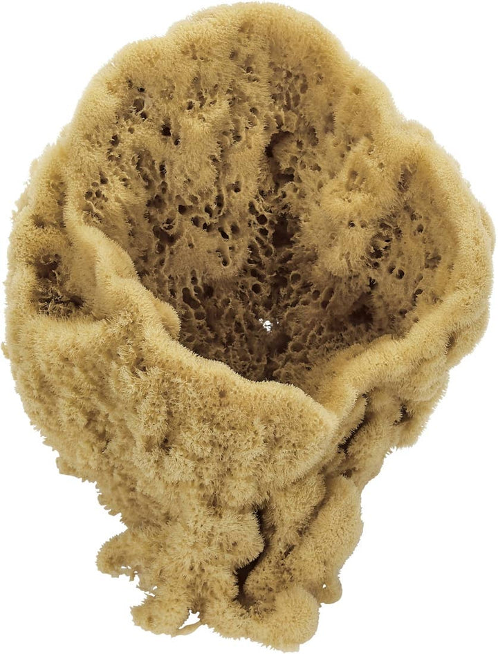 Vase Sponge, 7-9"