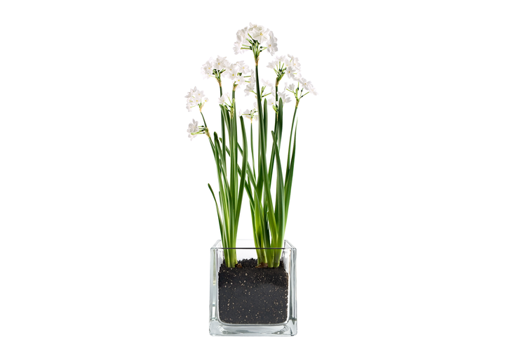 Paperwhites in Glass Container, Winter Garden