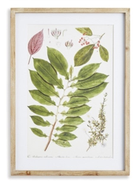 Botanical Print, Framed