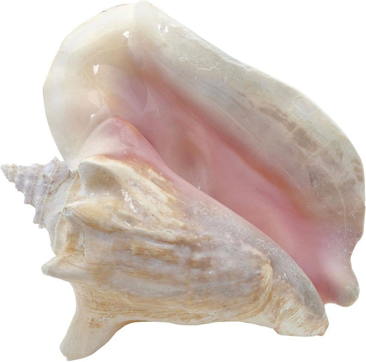 Conch Shell, 6-8"