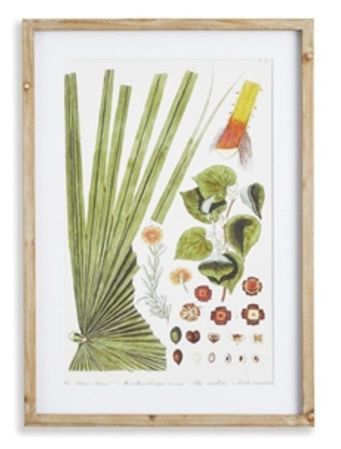 Botanical Print, Framed