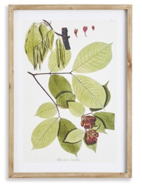 Botanical Print, Framed