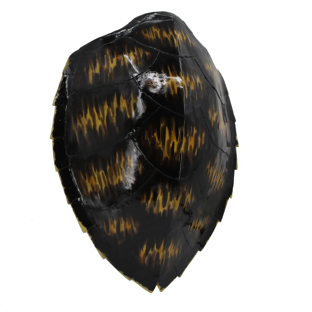 Faux Hawksbill Turtle Shell