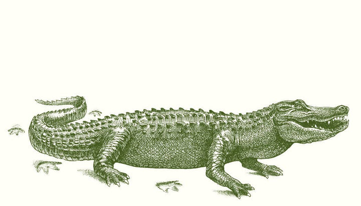 Gator Crossing Gift Cards | Alexa Pulitzer