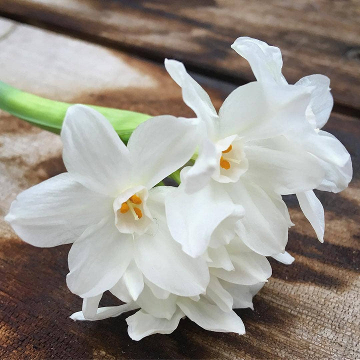 Paperwhites in Glass Container, Winter Garden