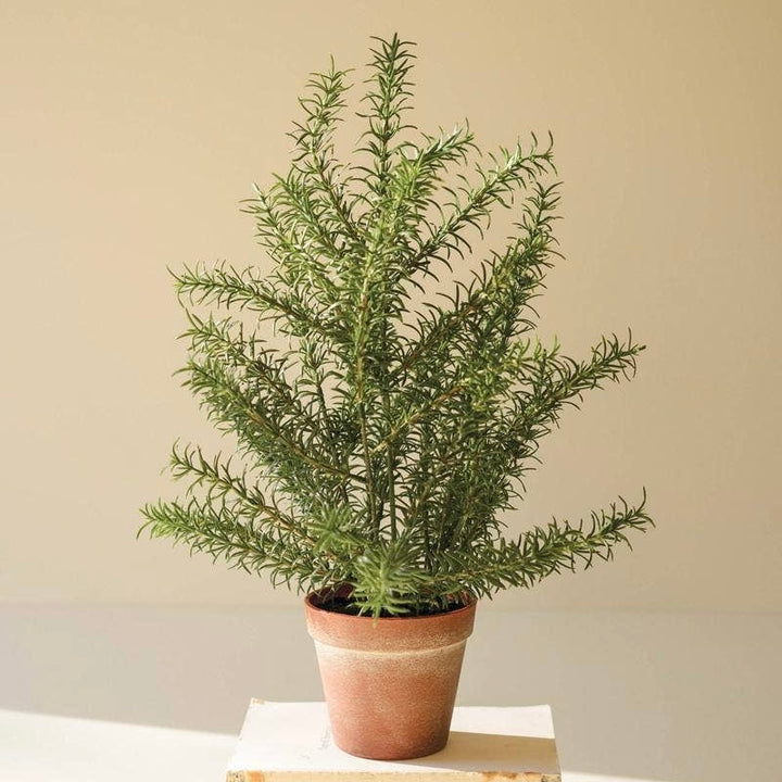 Potted Rosemary Plant
