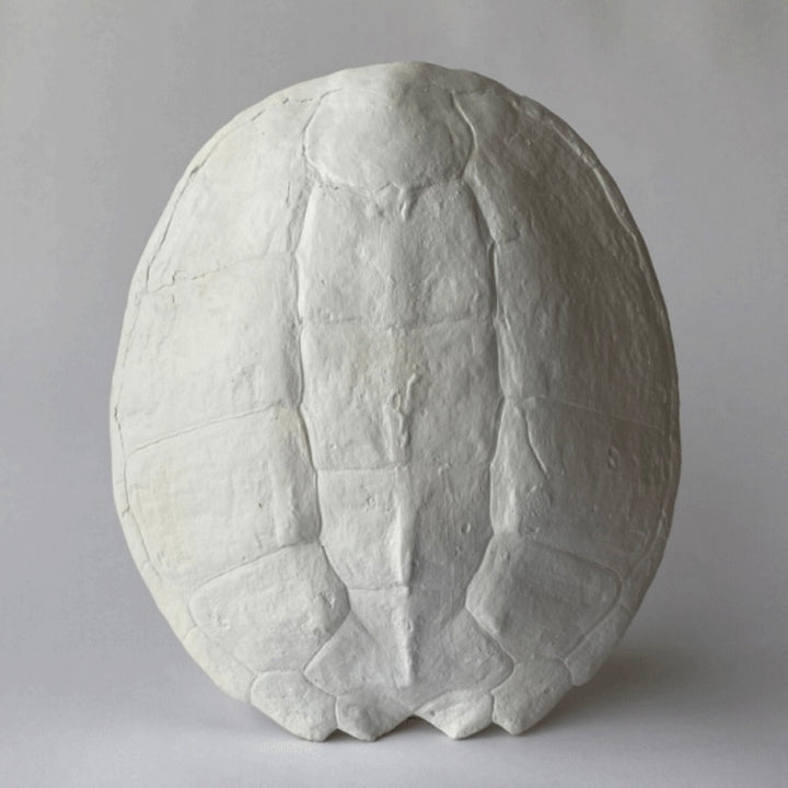 Sea Turtle Shell, Plaster