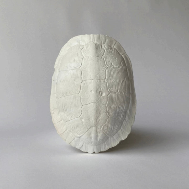 River Turtle Shell, Plaster