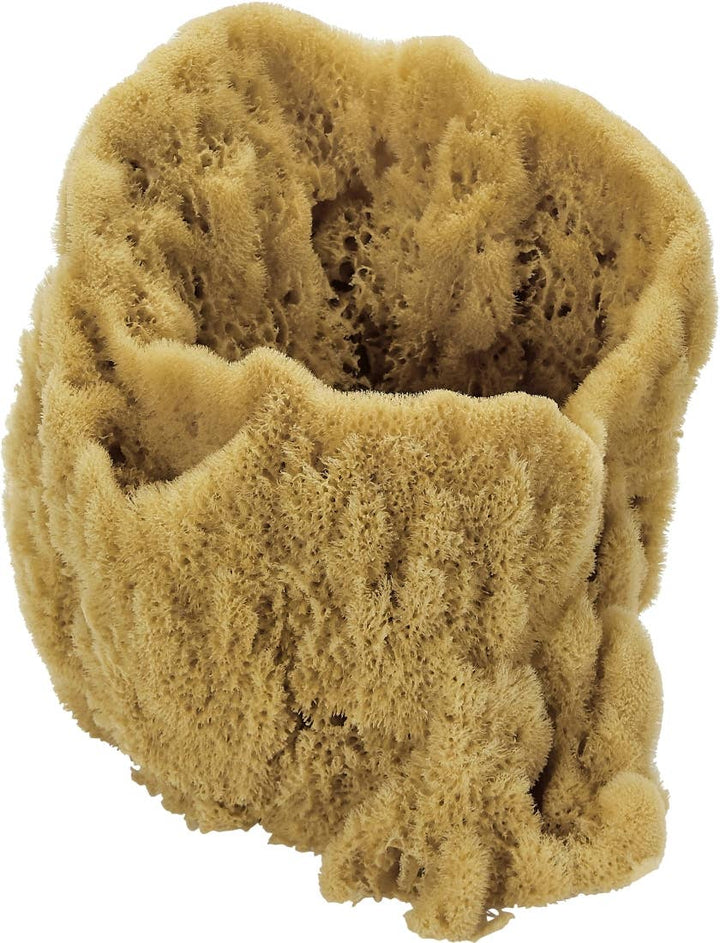 Vase Sponge, 7-9"