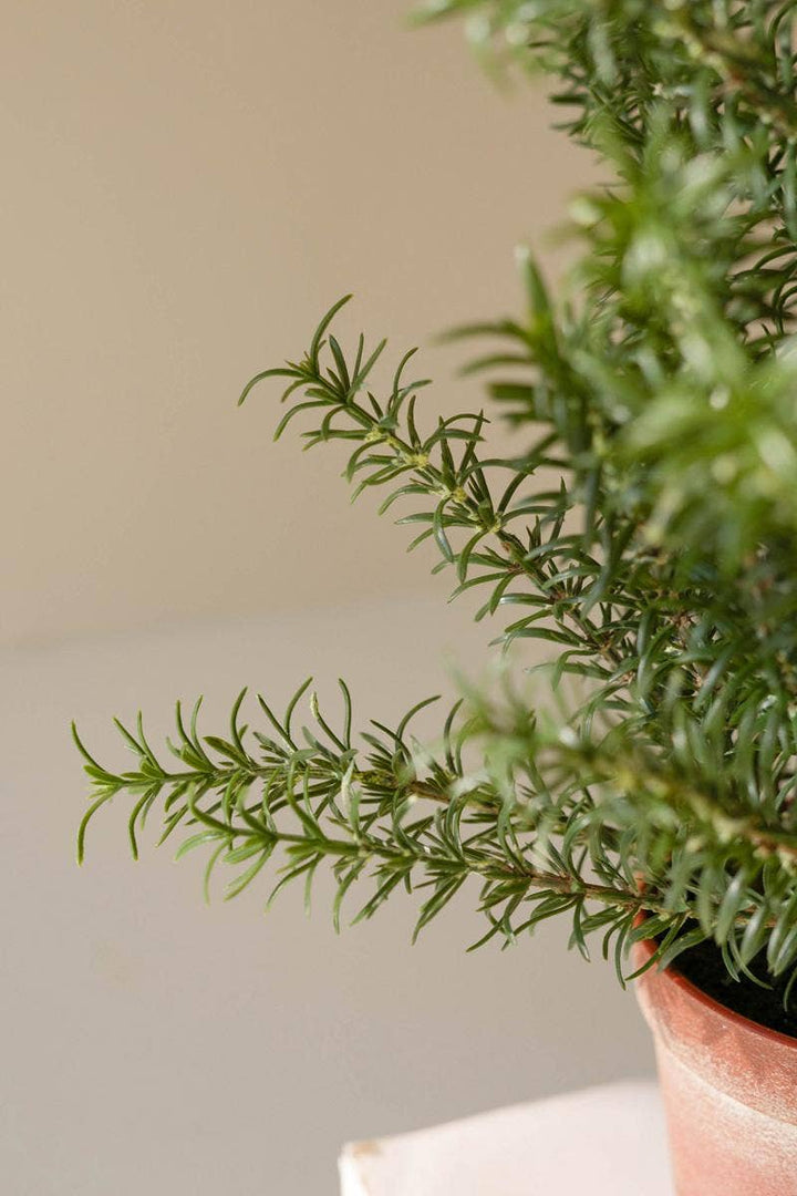 Potted Rosemary Plant
