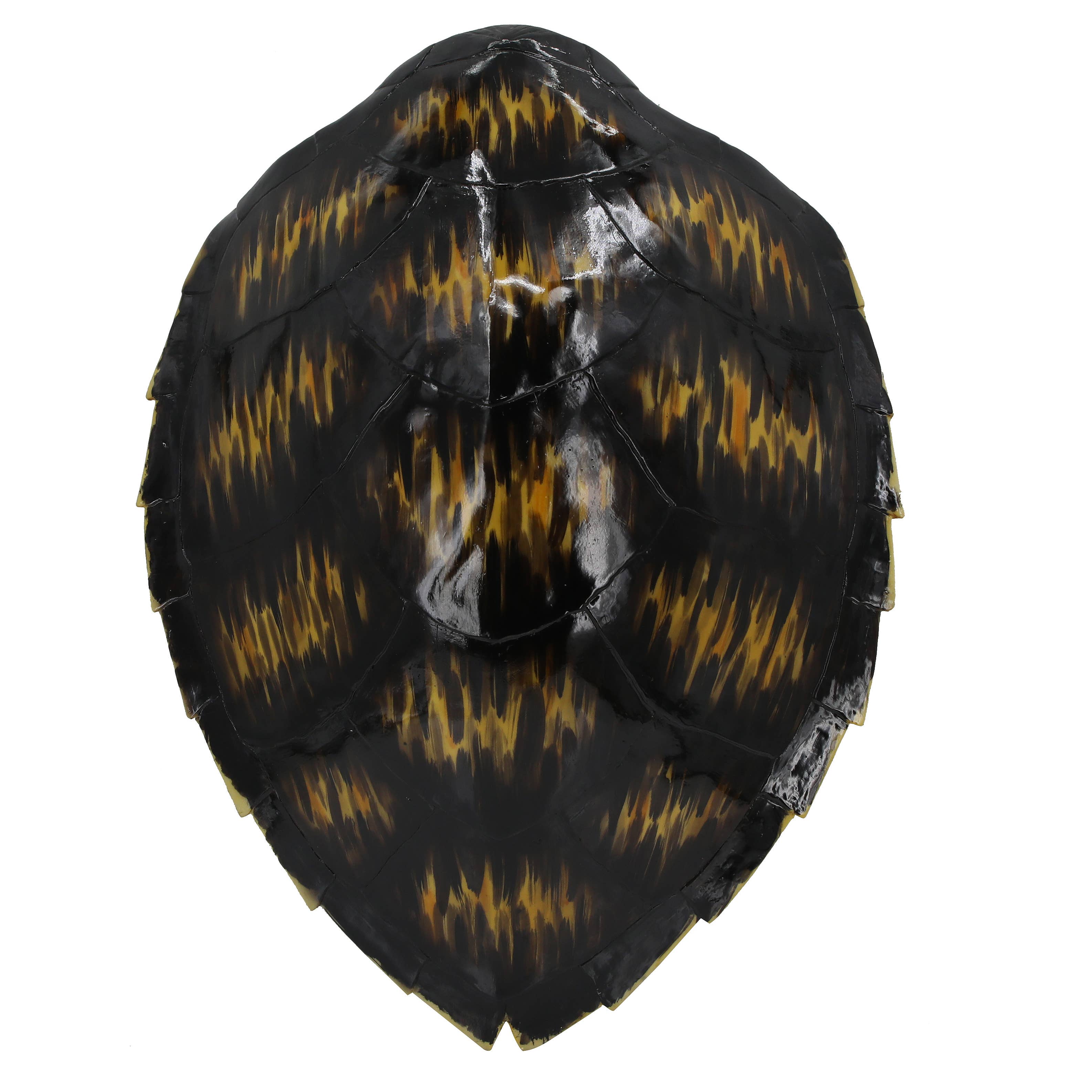 Hawksbeak Turtle Shell Faux Hawksbill Turtle Shell – Hunt and Hostess