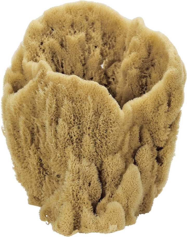 Vase Sponge, 7-9"