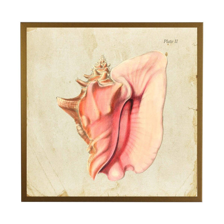 Seashell Framed Print, A