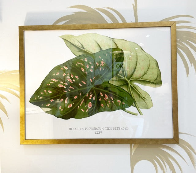 Caladium Picturatum, Framed