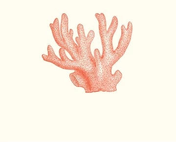 Coral Notepad | Alexa Pulitzer