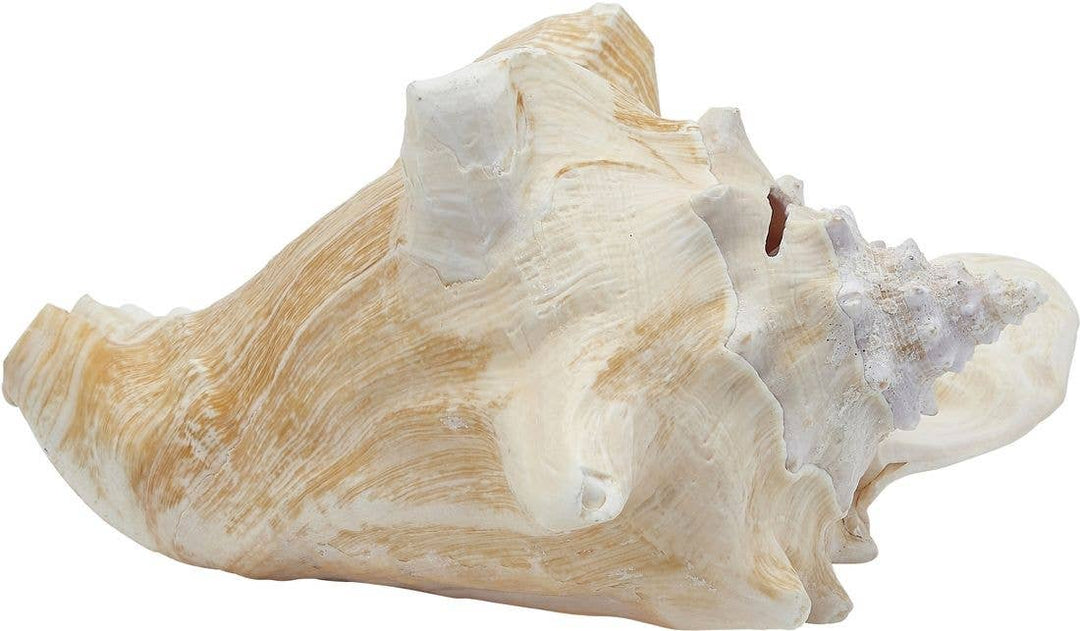 Conch Shell, 6-8"