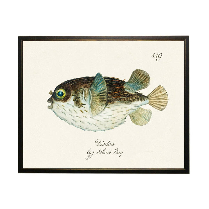Vintage Diodon Fish Art Print, Light Burl Frame