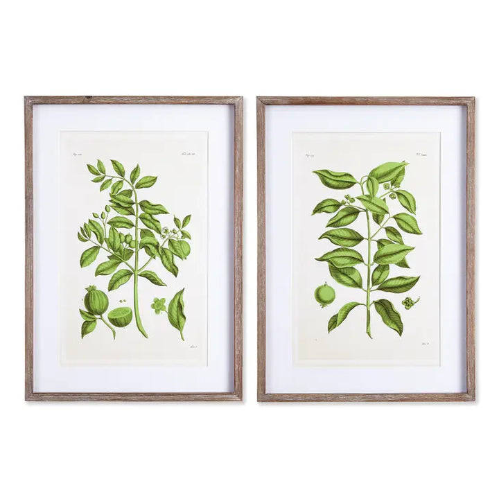 Leaf Framed Prints, S/2