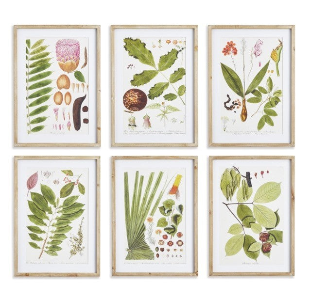 Botanical Print, Framed