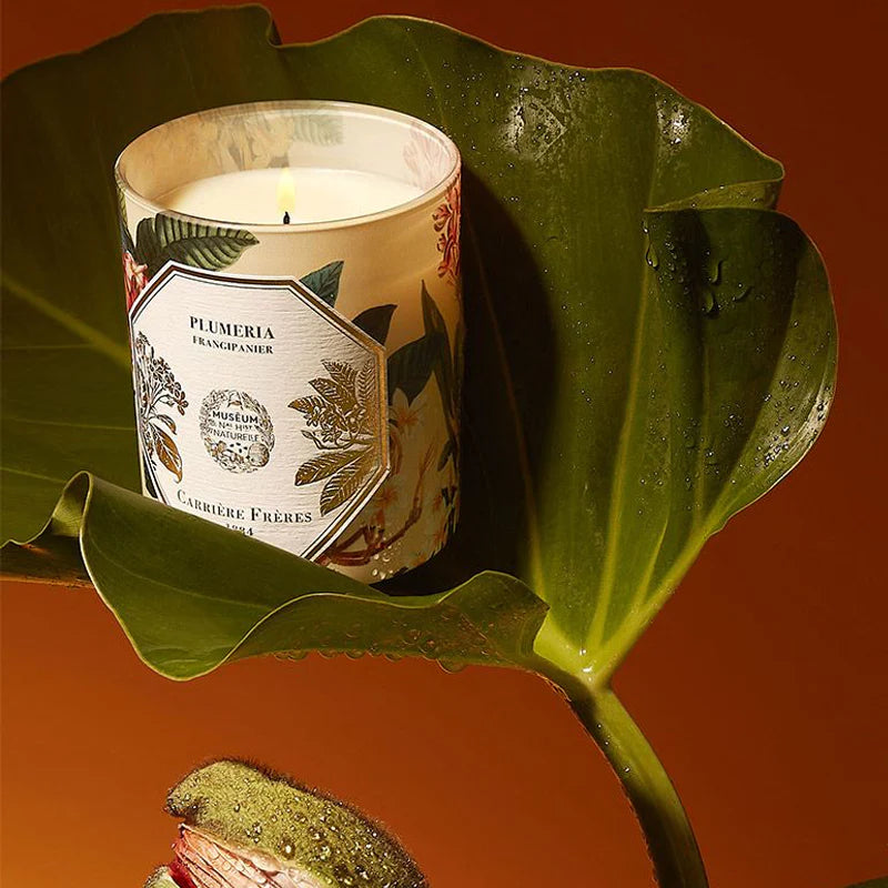 Plumeria Candle | Carrière Freres